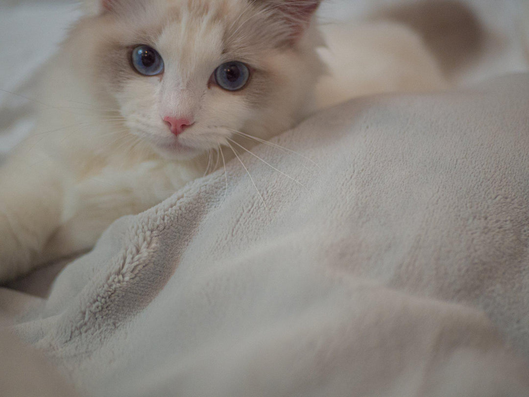 Tabby kitten cuddled up beside a Hush Weighted Throw blanket in grey