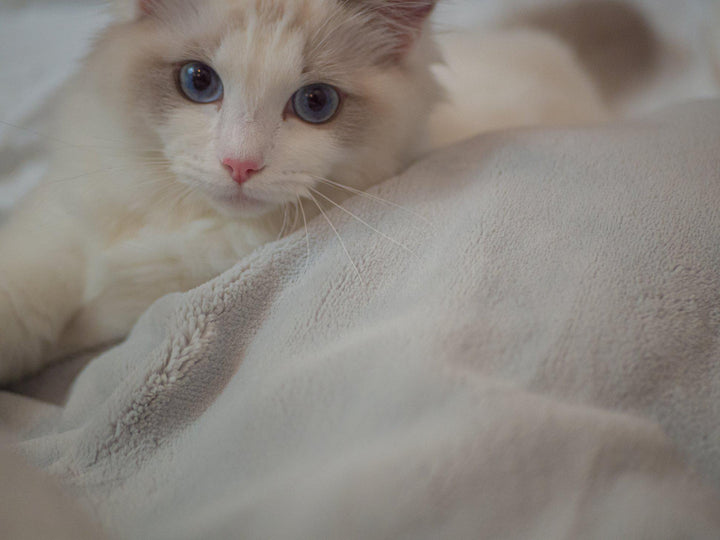 Tabby kitten cuddled up beside a Hush Weighted Throw blanket in grey